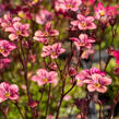 Lomikámen arendsův 'Highlander Red' - Saxifraga x arendsii 'Highlander Red'