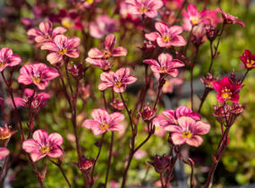 Lomikámen arendsův 'Highlander Red' - Saxifraga x arendsii 'Highlander Red'