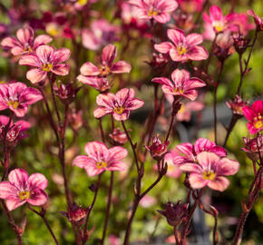 Lomikámen arendsův 'Highlander Red' - Saxifraga x arendsii 'Highlander Red'