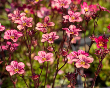 Lomikámen arendsův 'Highlander Red'