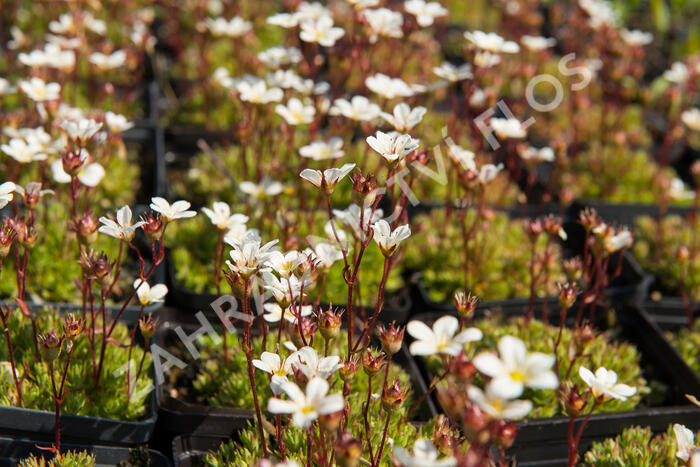 Lomikámen arendsův 'Buttercream' - Saxifraga x arendsii 'Buttercream'