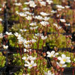 Lomikámen arendsův 'Buttercream' - Saxifraga x arendsii 'Buttercream'