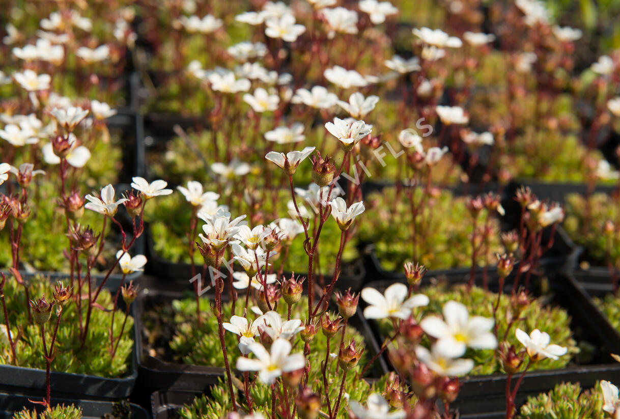 Lomikámen arendsův 'Buttercream' - Saxifraga x arendsii 'Buttercream'
