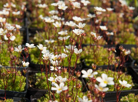 Lomikámen arendsův 'Buttercream' - Saxifraga x arendsii 'Buttercream'
