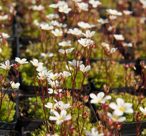 Lomikámen arendsův 'Buttercream' - Saxifraga x arendsii 'Buttercream'