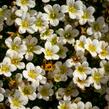 Lomikámen arendsův 'Buttercream' - Saxifraga x arendsii 'Buttercream'