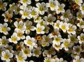 Lomikámen arendsův 'Buttercream' - Saxifraga x arendsii 'Buttercream'