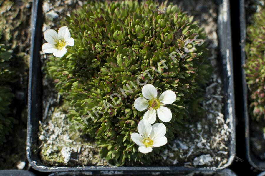 Lomikámen arendsův 'Buttercream' - Saxifraga x arendsii 'Buttercream'