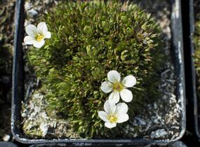 Lomikámen arendsův 'Buttercream' - Saxifraga x arendsii 'Buttercream'