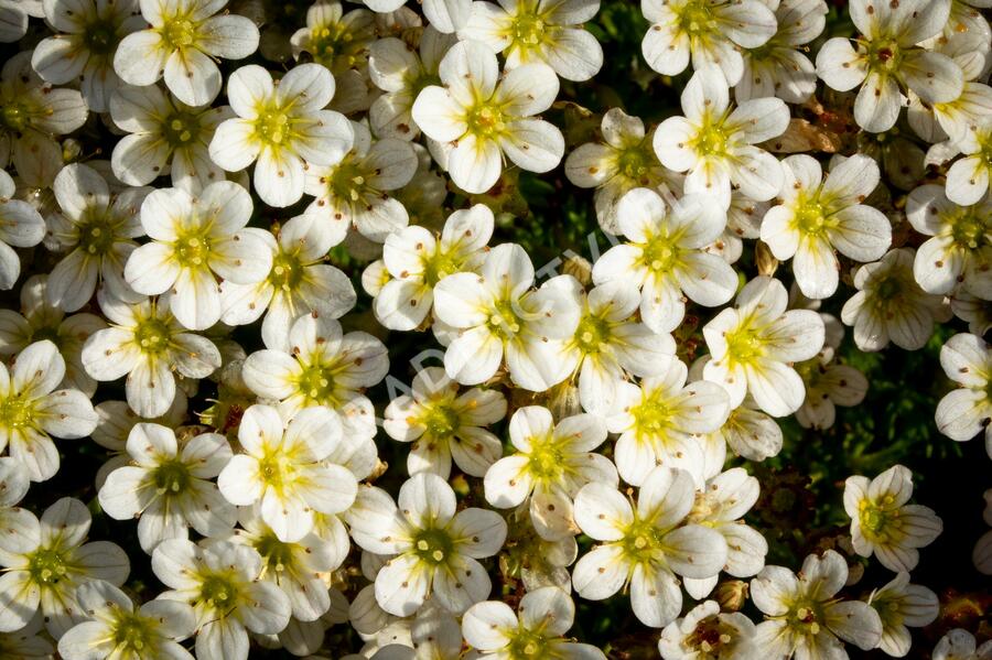 Lomikámen arendsův 'Buttercream' - Saxifraga x arendsii 'Buttercream'