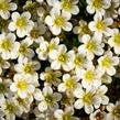 Lomikámen arendsův 'Buttercream' - Saxifraga x arendsii 'Buttercream'