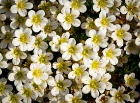 Lomikámen arendsův 'Buttercream' - Saxifraga x arendsii 'Buttercream'