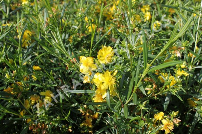 Třezalka 'Buttercup' - Hypericum densiflorum 'Buttercup'