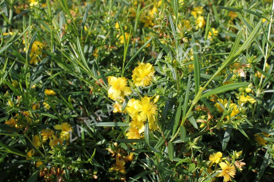 Třezalka 'Buttercup' - Hypericum densiflorum 'Buttercup'