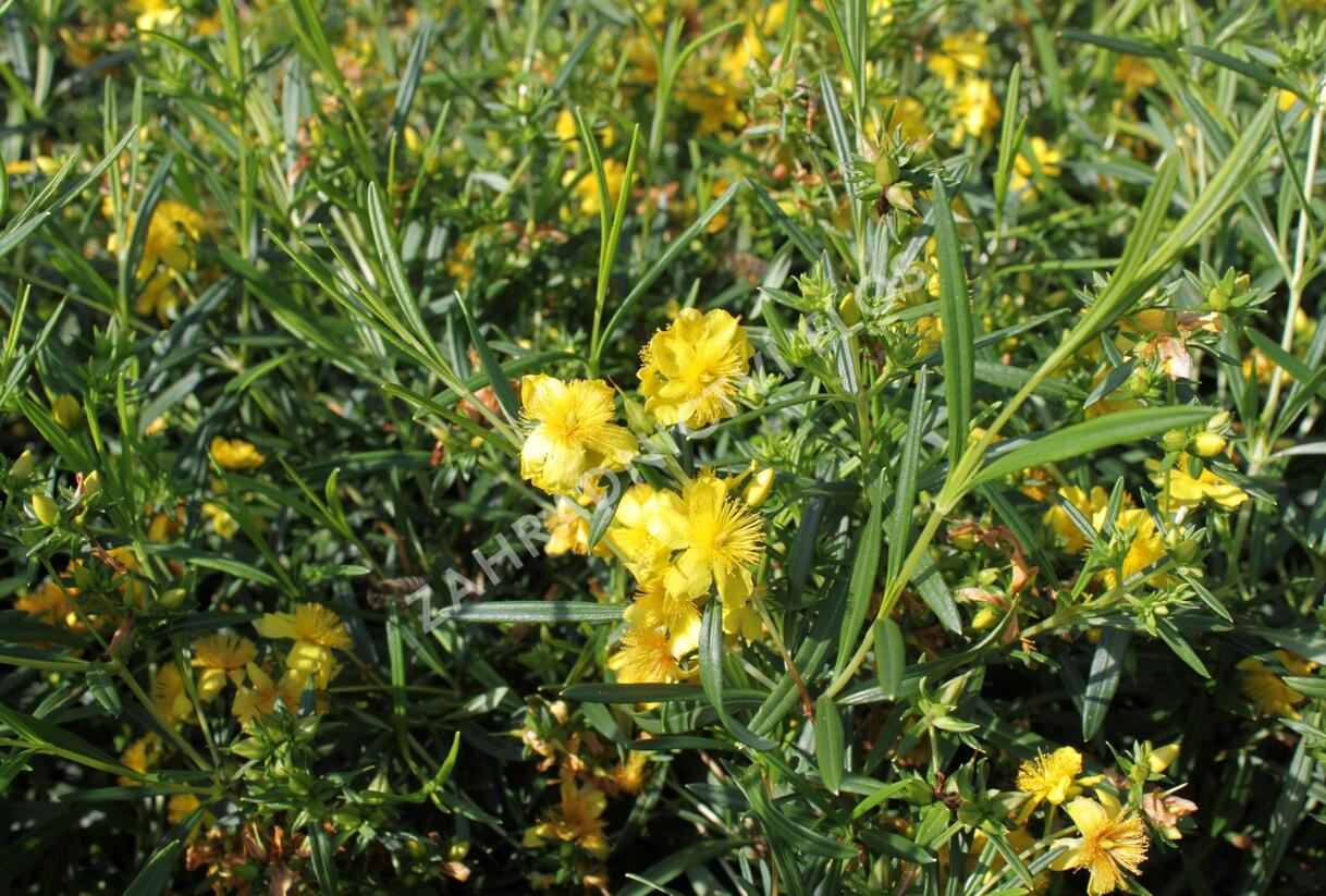 Třezalka 'Buttercup' - Hypericum densiflorum 'Buttercup'