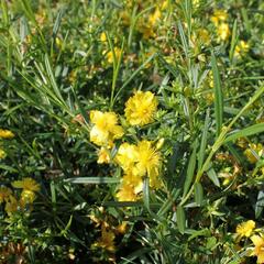 Třezalka 'Buttercup' - Hypericum densiflorum 'Buttercup'