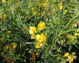 Třezalka 'Buttercup'