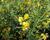 Třezalka 'Buttercup'