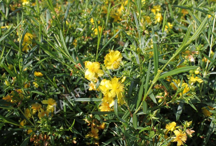 Třezalka 'Buttercup' - Hypericum densiflorum 'Buttercup'