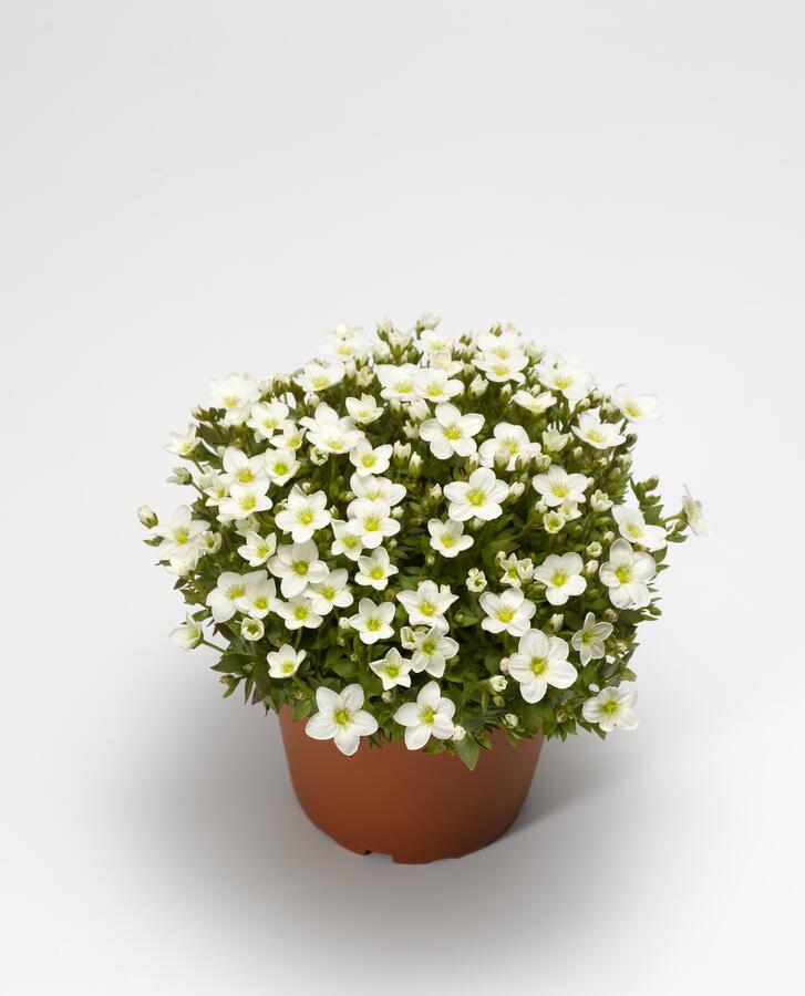 Lomikámen arendsův 'Alpino White' - Saxifraga x arendsii 'Alpino White'