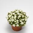 Lomikámen arendsův 'Alpino White' - Saxifraga x arendsii 'Alpino White'