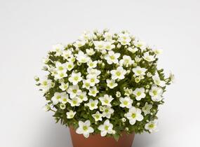 Lomikámen arendsův 'Alpino White' - Saxifraga x arendsii 'Alpino White'