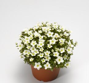 Lomikámen arendsův 'Alpino White' - Saxifraga x arendsii 'Alpino White'