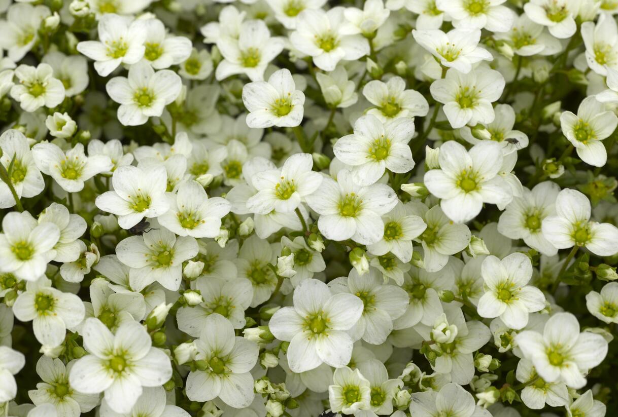 Lomikámen arendsův 'Alpino White' - Saxifraga x arendsii 'Alpino White'