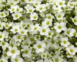 Lomikámen arendsův 'Alpino White'