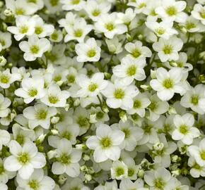 Lomikámen arendsův 'Alpino White' - Saxifraga x arendsii 'Alpino White'