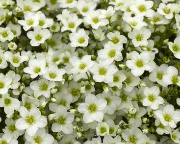 Lomikámen arendsův 'Alpino White'