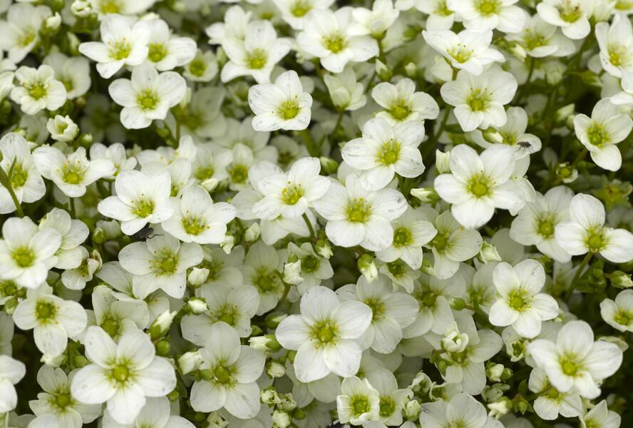 Lomikámen arendsův 'Alpino White' - Saxifraga x arendsii 'Alpino White'