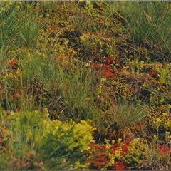 Koberec z rozchodníků, bylinek a trav - Sedum, bylinky a trávy - předpěstované rohože