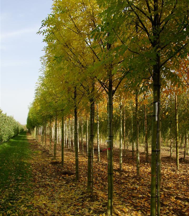 Jasan ztepilý 'Atlas' - Fraxinus excelsior 'Atlas'