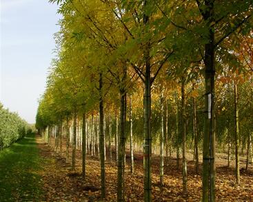 Jasan ztepilý 'Atlas'