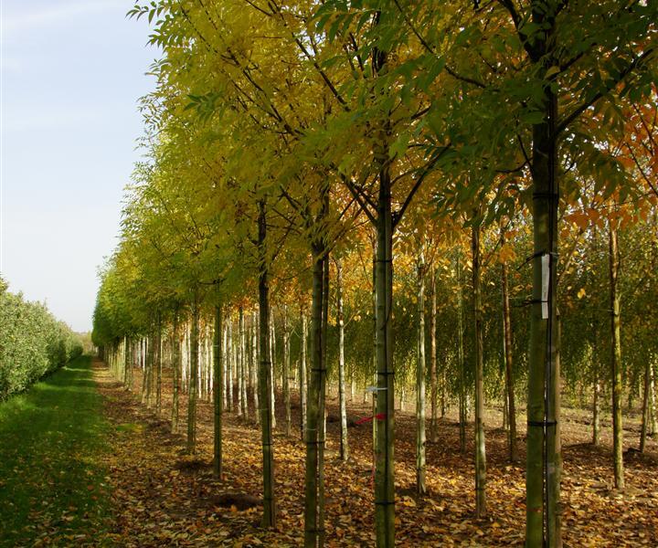 Jasan ztepilý 'Atlas' - Fraxinus excelsior 'Atlas'