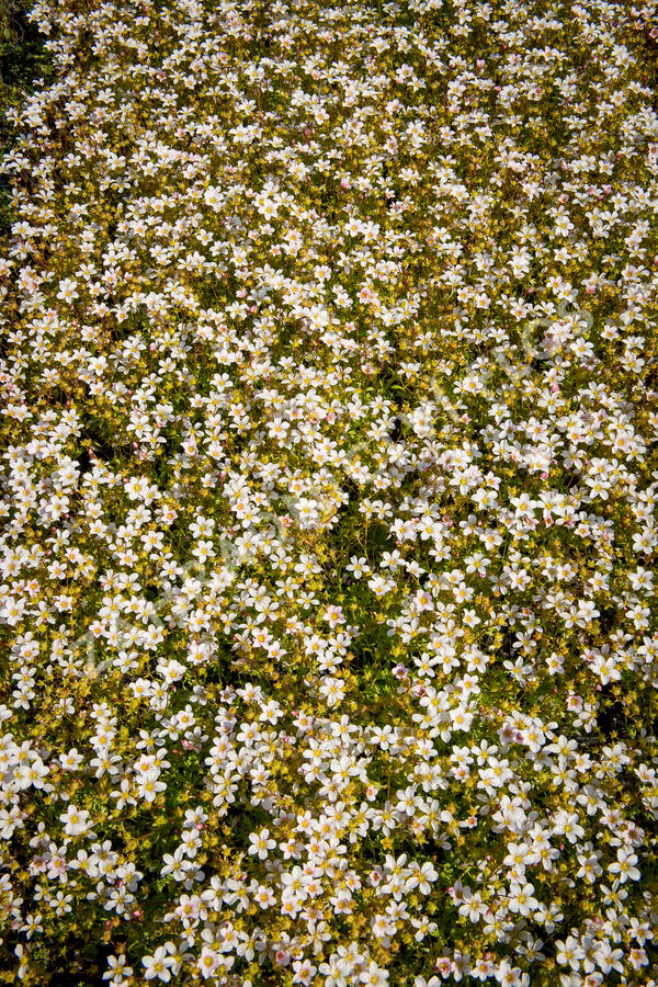 Lomikámen arendsův 'Alpino Early White' - Saxifraga x arendsii 'Alpino Early White'