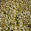 Lomikámen arendsův 'Alpino Early White' - Saxifraga x arendsii 'Alpino Early White'