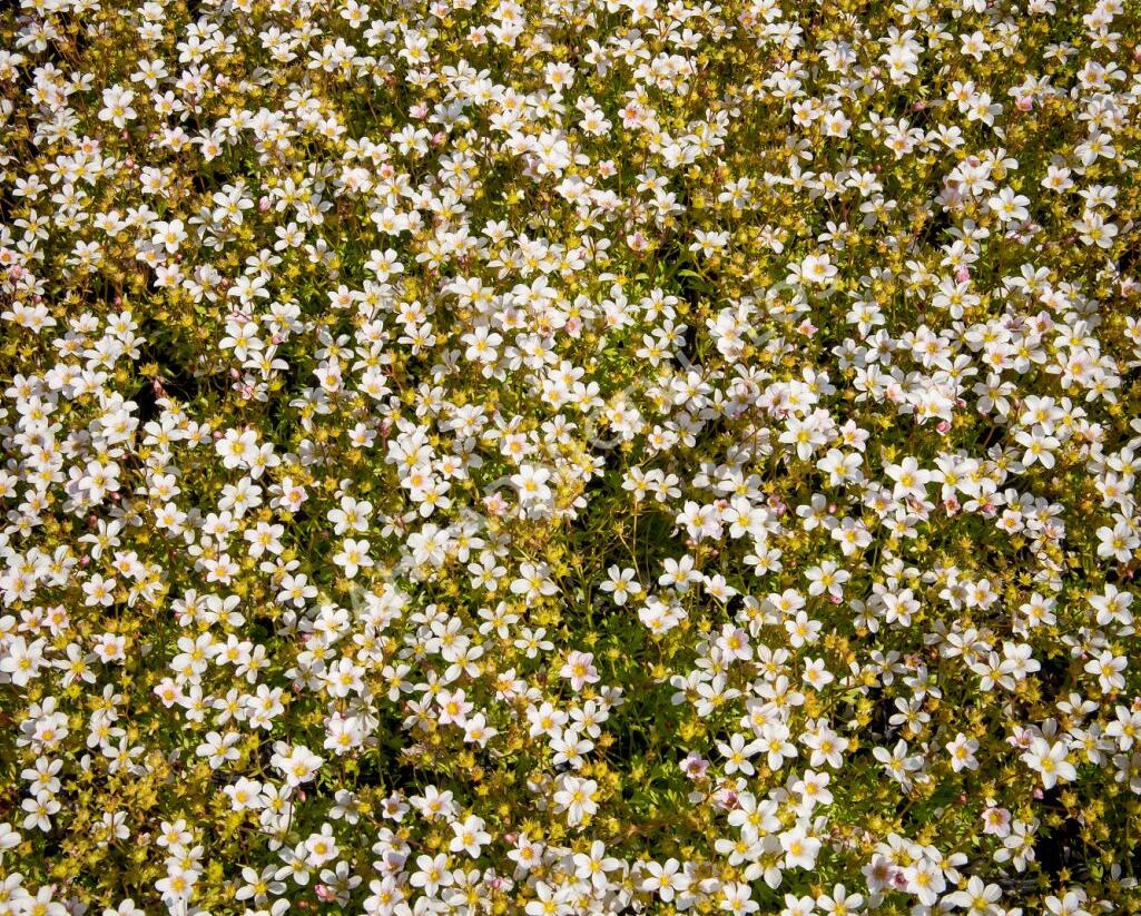 Lomikámen arendsův 'Alpino Early White' - Saxifraga x arendsii 'Alpino Early White'