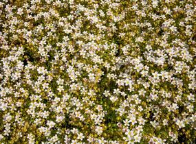 Lomikámen arendsův 'Alpino Early White' - Saxifraga x arendsii 'Alpino Early White'