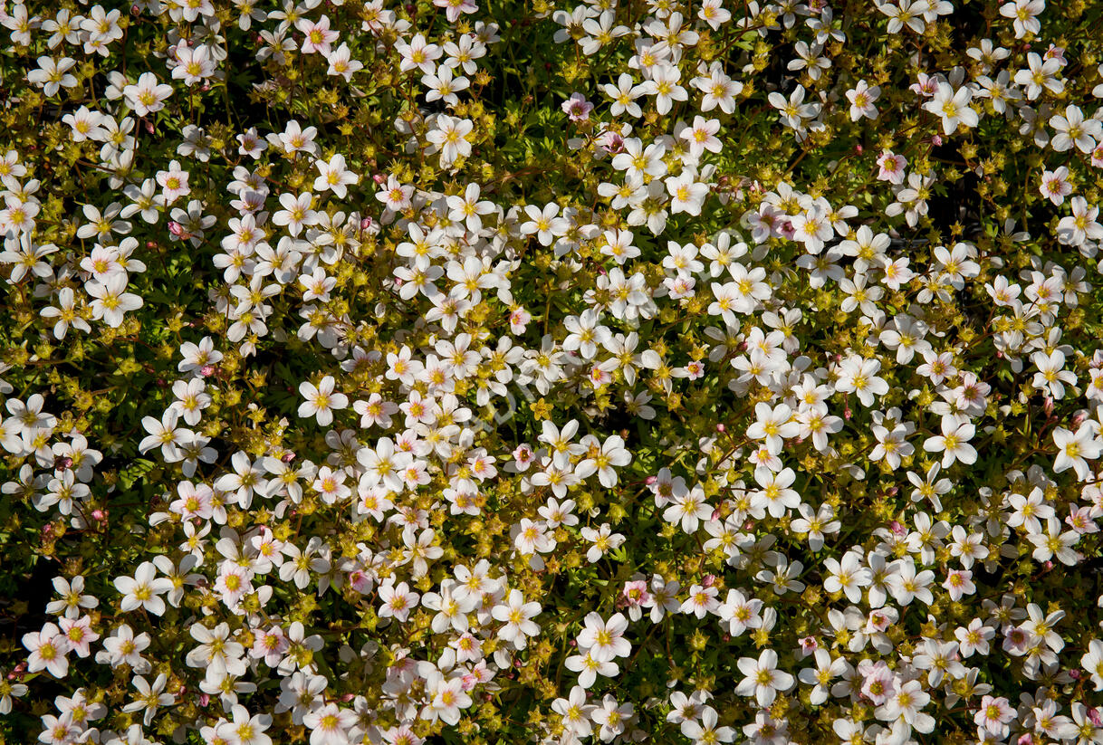 Lomikámen arendsův 'Alpino Early White' - Saxifraga x arendsii 'Alpino Early White'