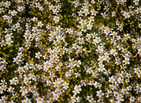Lomikámen arendsův 'Alpino Early White' - Saxifraga x arendsii 'Alpino Early White'