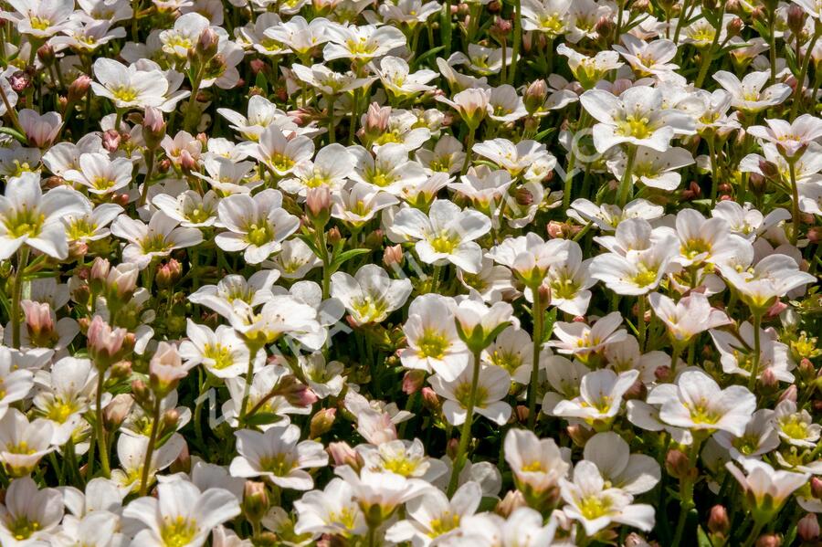 Lomikámen arendsův 'Alpino Early White' - Saxifraga x arendsii 'Alpino Early White'