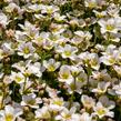 Lomikámen arendsův 'Alpino Early White' - Saxifraga x arendsii 'Alpino Early White'