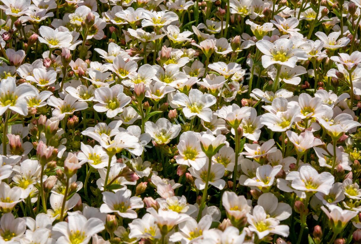 Lomikámen arendsův 'Alpino Early White' - Saxifraga x arendsii 'Alpino Early White'
