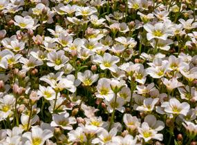 Lomikámen arendsův 'Alpino Early White' - Saxifraga x arendsii 'Alpino Early White'