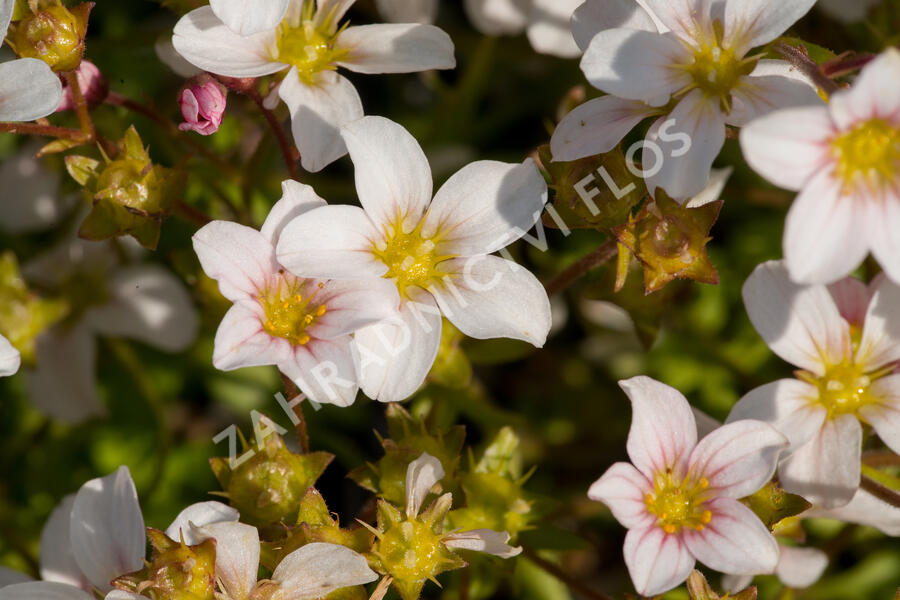 Lomikámen arendsův 'Alpino Early White' - Saxifraga x arendsii 'Alpino Early White'