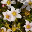 Lomikámen arendsův 'Alpino Early White' - Saxifraga x arendsii 'Alpino Early White'