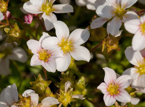 Lomikámen arendsův 'Alpino Early White' - Saxifraga x arendsii 'Alpino Early White'