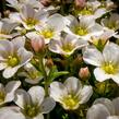 Lomikámen arendsův 'Alpino Early White' - Saxifraga x arendsii 'Alpino Early White'